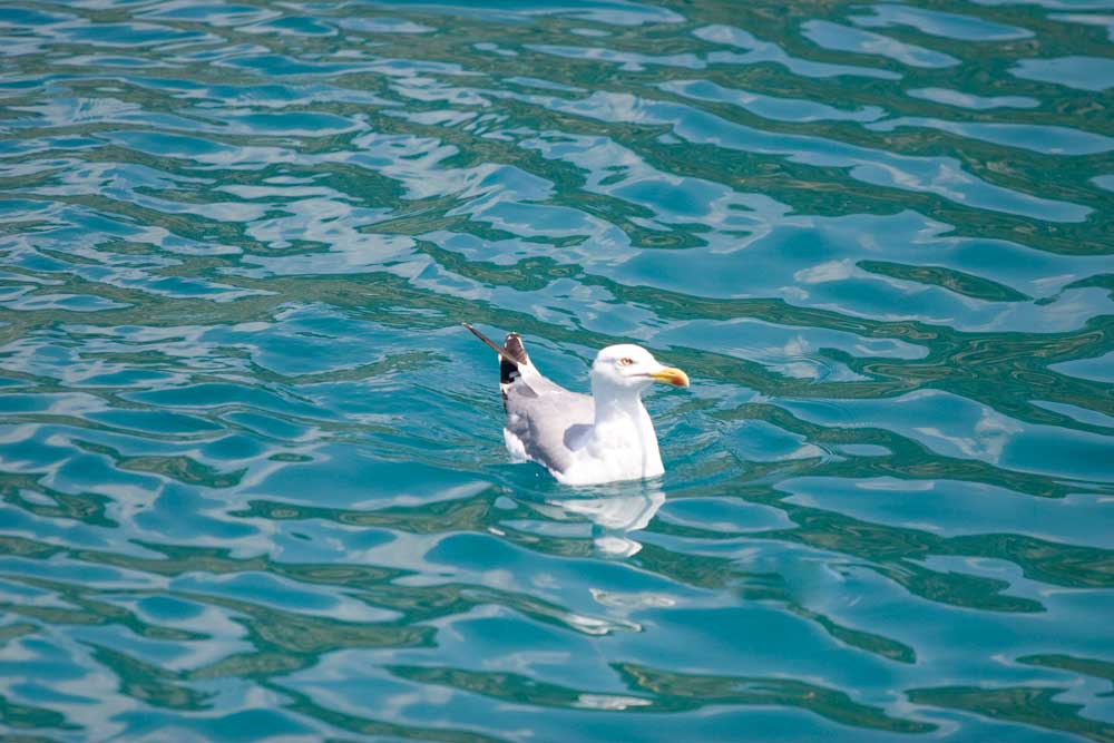 Laurus michahellis [ex Larus audounii]